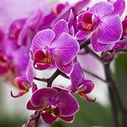 terriccio orchidee
