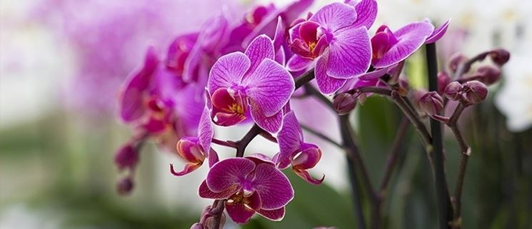 terriccio orchidee