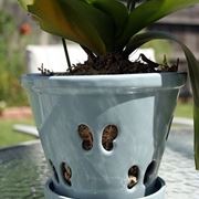 Vaso per orchidea cambria