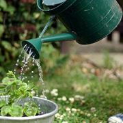 Innaffiare una pianta