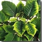 Piante gialle