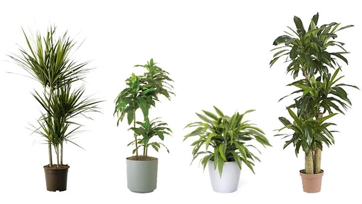 Rinvasare Una Pianta Sempreverde Cura Della Pianta Rinvasare Una Pianta 8