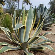 Agave americana