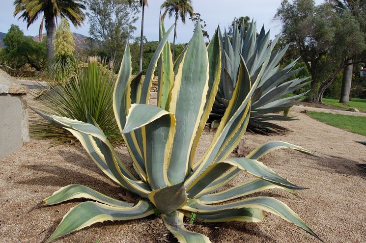 Agave americana