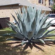 AGAVE
