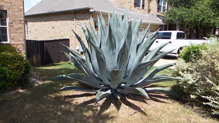 AGAVE