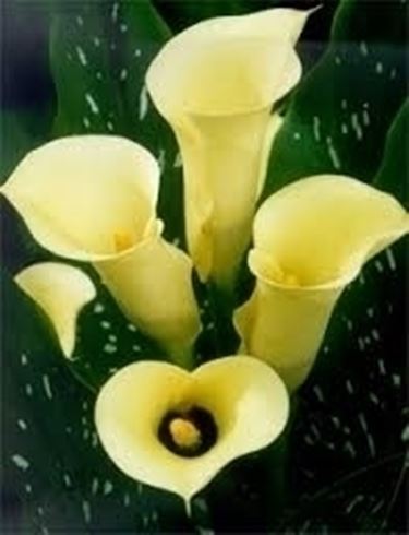 Altre tradizioni e significati della calla