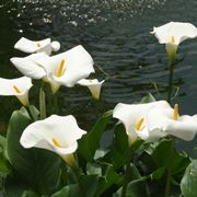 Calla bianca