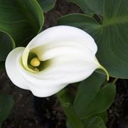 Calla bianca