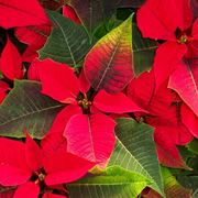 Coltivare la stella di Natale