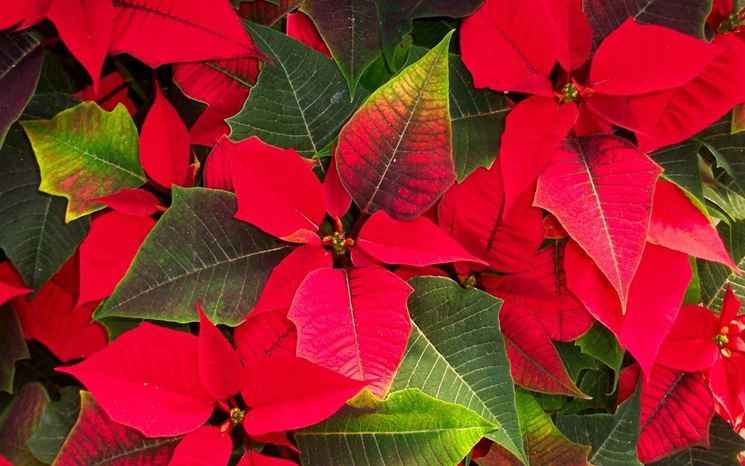 Coltivare la stella di Natale