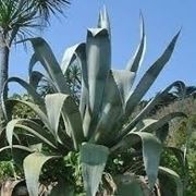 Coltivazione Agave Fiore