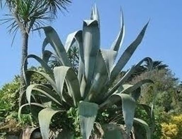 Coltivazione Agave Fiore