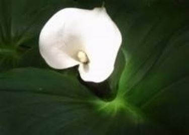Struttura della calla