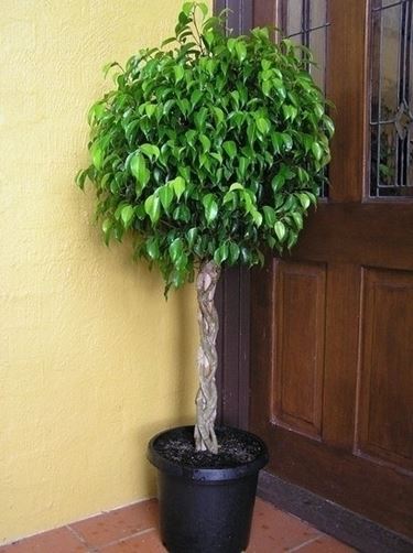 Come coltivare il Ficus ginseng
