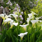 calla