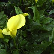 Calla gialla