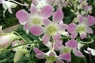 Domanda: come rinvaso le orchidee?