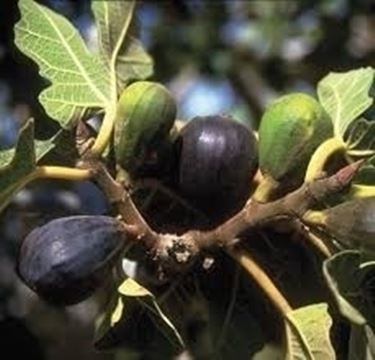 Domanda: fico senza foglie