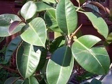 Domanda: Ficus