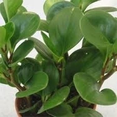 Domanda: il ficus elastica si può coltivare in appartamento?