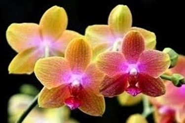 Domanda : orchidee