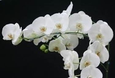 Domanda: Orchidee