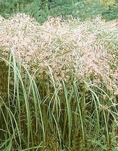 Domanda : papiro