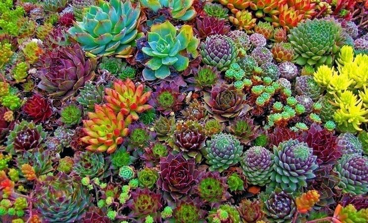 Coltivazione succulente - Piante appartamento - Coltivazione succulente