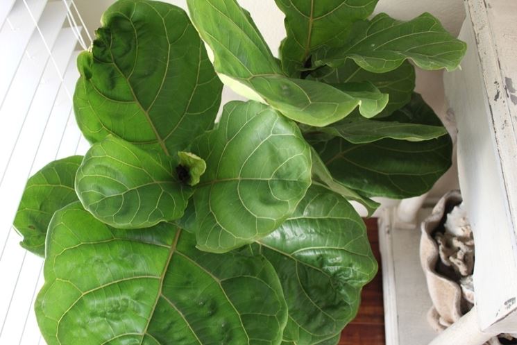 ficus benjamina variegato