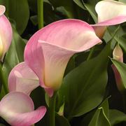 calla rosa