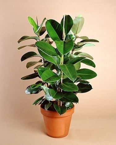 Domanda : salvate il mio ficus benjamin