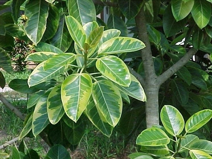 Domanda: Una margotta di ficus