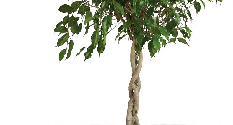 Ficus benjamin