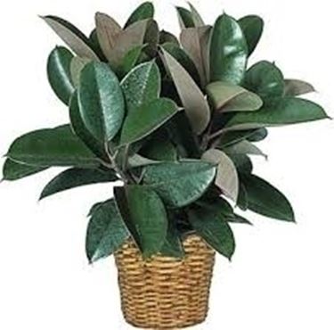Ficus