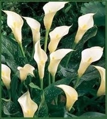 Fiore Calla Piante Appartamento Fiore Calla