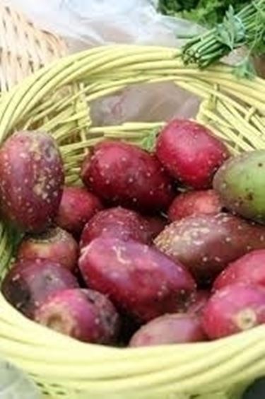 Fiori e frutti del fico d'india