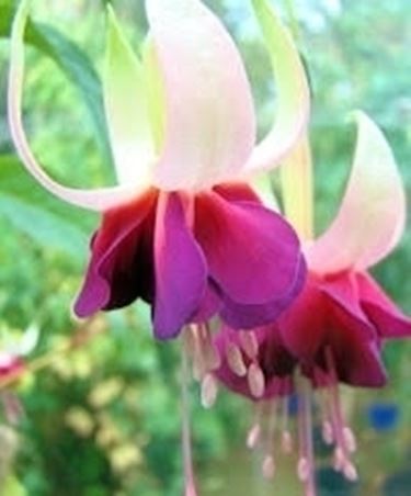 Fucsia-16