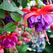 Introduzione al genere fucsia