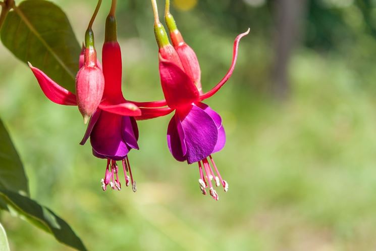 Fucsia-9