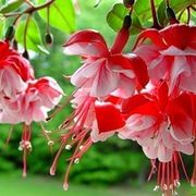 Le cento specie di fucsia