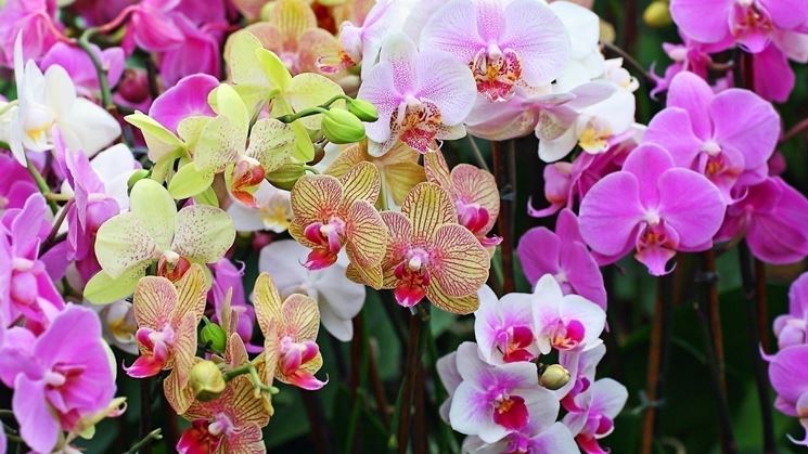 Le orchidee Vanda
