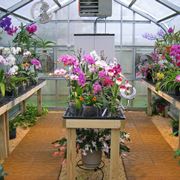 orchidee serre