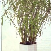 Malattie del Papiro