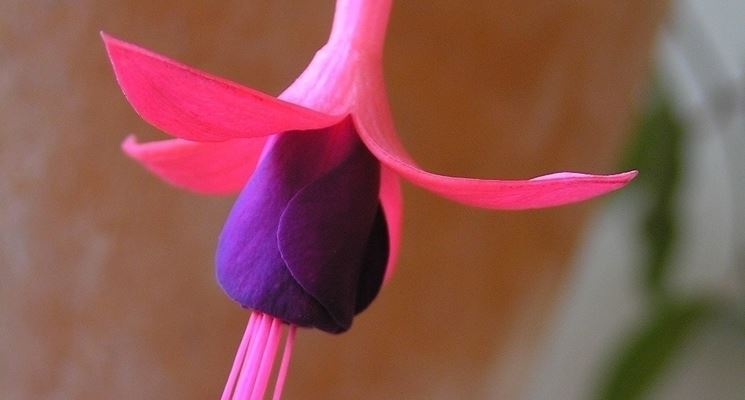 Malattie della fucsia e rimedi