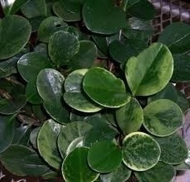Malattie e parassiti ficus