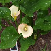 Calla