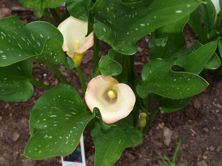 Calla