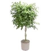 Risposta: Dichondra