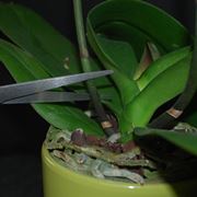 Genealogia dell'orchidea